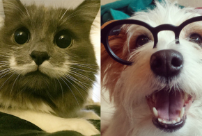 pets with most instagram followers 2015