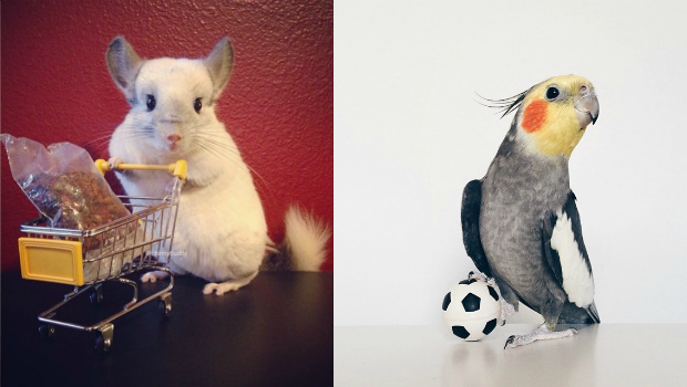 pets with most instagram followers 2015